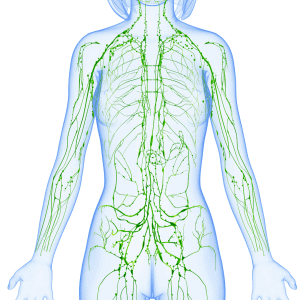 Lesson 7 – The Lymphatic System